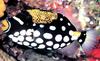 Clown Triggerfish (Balistoides conspicillum)