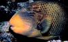 Titan Triggerfish (Balistoides viridescens)