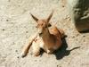 Blackbuck calf