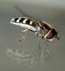 Hoverfly