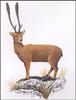 [Extinct Animals] Dwarf Deer (Candiacervus sp.)