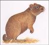 [Extinct Animals] Sardinian Pika (Prolagus sardus)