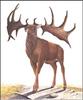 [Extinct Animals] Irish Elk (Cervus megaceros)