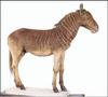 [Extinct Animals] Burchell's Zebra (Equus burchelli burchelli)