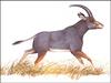 [Extinct Animals] Blue Antelope (Hippotragus leucophaeus)