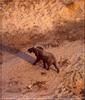 South African Bush Elephants (Loxodonta africana africana)