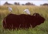 [Fauna in South Africa] Cape Buffalo