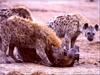 Spotted Hyena (Crocuta crocuta)