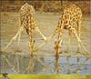 Giraffe (Giraffa camelopardalis)