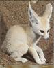 Fennec Fox (Vulpes zerda)