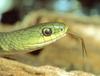 Green Snake