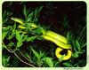 Rough Green Snake (Opheodrys aestivus)