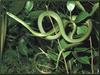 Rough Green Snake (Opheodrys aestivus)