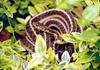 Garter Snake (Thamnophis sp.)