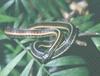 Red-sided Garter Snake (Thamnophis sirtalis parietalis)