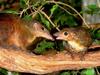 Tree Shrew (Tupaiidae)