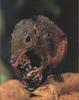 Tree Shrew (Tupaiidae)