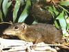 Tree Shrew (Tupaiidae)