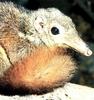 Tree Shrew (Tupaiidae)