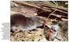 Northern Short-tailed Shrew (Blarina brevicauda)