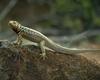 Galapagos Lava Lizard (Microlophus albemarlensis)