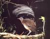 Albert's lyrebird (Menura alberti)
