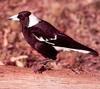 Australian Magpie (Gymnorhina tibicen)