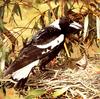 Australian Magpie (Gymnorhina tibicen)