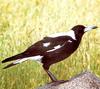 Australian Magpie (Gymnorhina tibicen)