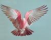 Galah (Eolophus roseicapillus)