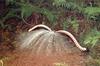Superb Lyrebird (Menura novaehollandiae)
