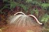 Superb Lyrebird (Menura novaehollandiae)