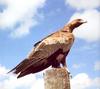 Wedge-tailed Eagle (Aquila audax)