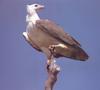 White-bellied Sea-Eagle (Haliaeetus leucogaster)