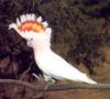 Pink Cockatoo (Cacatua leadbeateri)