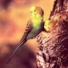 Budgerigar (Melopsittacus undulatus)