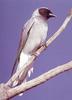 Black-faced Cuckoo-shrike (Coracina novaehollandiae)