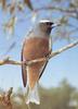 White-browed Woodswallow (Artamus superciliosus)