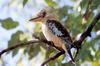 Blue-winged Kookaburra (Dacelo leachii)