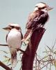 Blue-winged Kookaburra (Dacelo leachii)