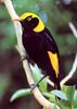 Regent Bowerbird (Sericulus chrysocephalus)