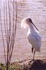 Royal Spoonbill (Platalea regia)