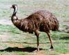 Emu (Dromaius novaehollandiae)