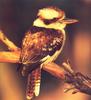 Laughing Kookaburra (Dacelo novaeguineae)