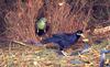 Satin Bowerbird (Ptilonorhynchus violaceus)