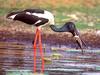 Black-necked Stork (Ephippiorhynchus asiaticus)