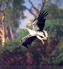 White-bellied Sea-Eagle (Haliaeetus leucogaster)