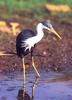 Pied Heron (Ardea picata)