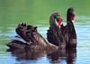 Black Swan (Cygnus atratus)