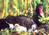 Black Swan (Cygnus atratus)